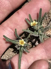 Mentzelia congesta