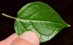 Physalis leptophylla