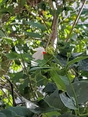 Nyctanthes arbor-tristis