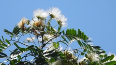 Albizia kalkora