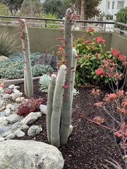 Cleistocactus strausii