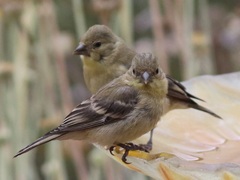 Spinus psaltria
