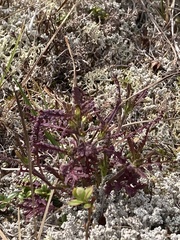 Pedicularis labradorica