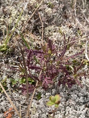 Pedicularis labradorica