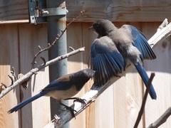 Aphelocoma californica