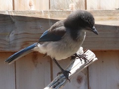 Aphelocoma californica