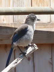 Aphelocoma californica