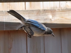 Aphelocoma californica