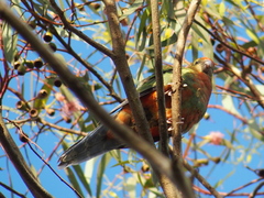 Platycercus icterotis icterotis
