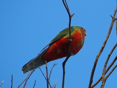 Platycercus icterotis icterotis