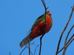 Platycercus icterotis icterotis