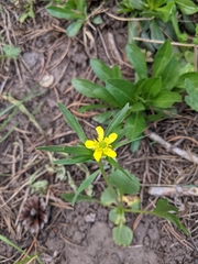 Ranunculus inamoenus