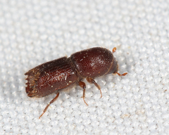 Ips grandicollis
