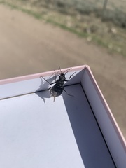 Cicindela nebraskana