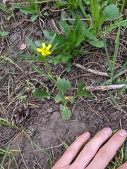 Ranunculus inamoenus