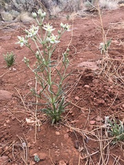 Frasera albomarginata