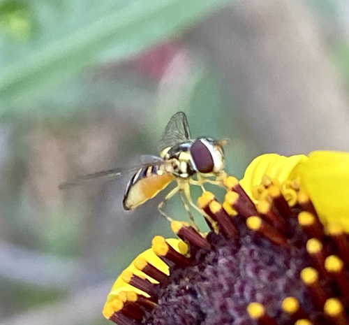 iNaturalist observation photo of Oblique Streaktail