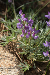 Lupinus lepidus sellulus