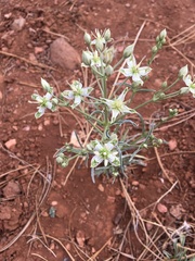 Frasera albomarginata