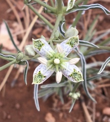 Frasera albomarginata