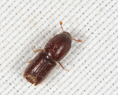 Ips grandicollis