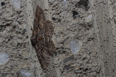 Megabiston plumosaria