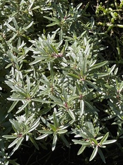 Atriplex paludosa