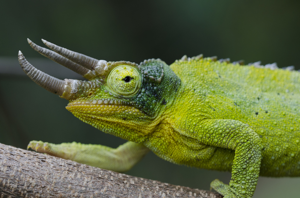 Jackson's chameleon - Wikipedia