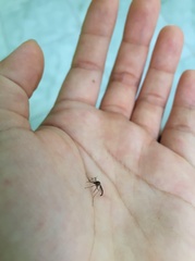 Armigeres subalbatus