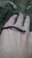 Batrachoseps major major