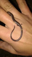 Batrachoseps major major