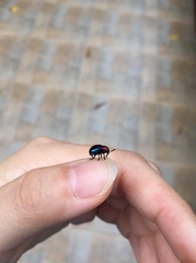 Parheminodes pulcher