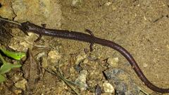 Batrachoseps major major