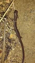 Batrachoseps major major