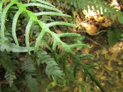 Blechnum mochaenum