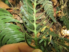 Blechnum mochaenum