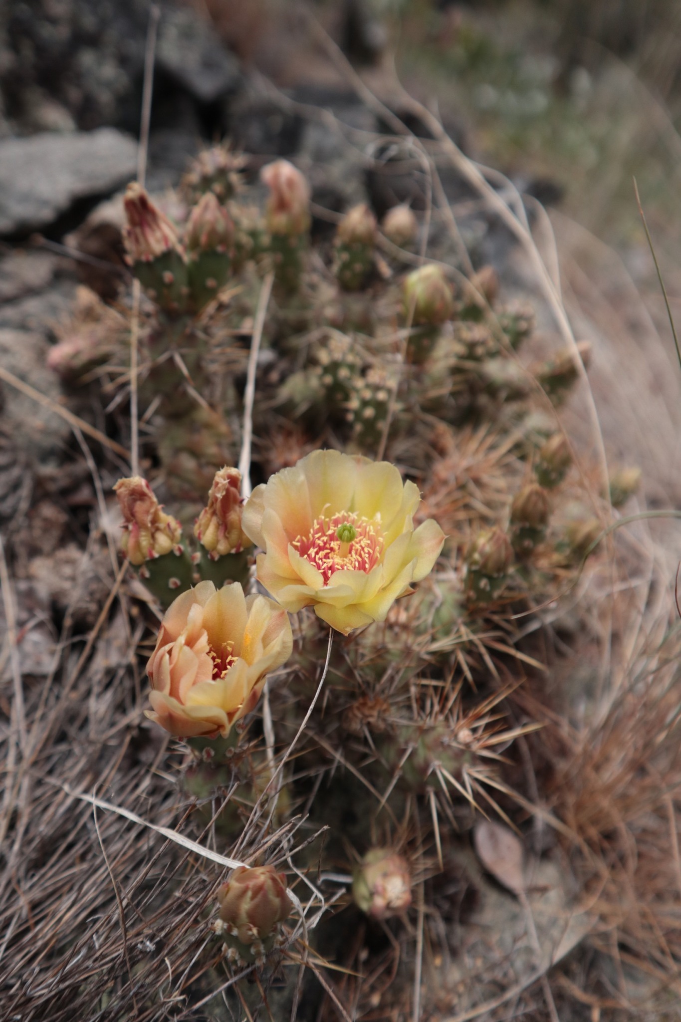 Opuntia fragilis