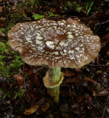 Cortinarius meleagris