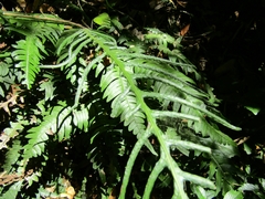 Blechnum mochaenum