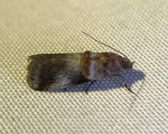 Acrobasis blanchardorum