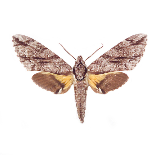 Panogena jasmini