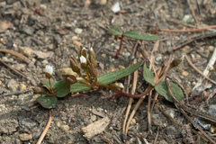 Claytonia obovata