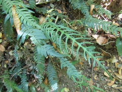 Blechnum mochaenum