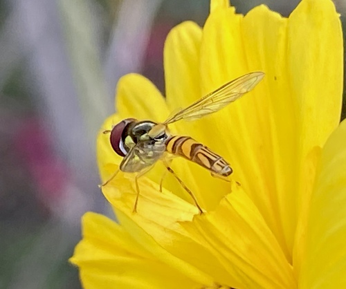 iNaturalist observation photo of Oblique Streaktail