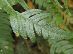 Blechnum mochaenum