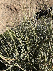 Ephedra fasciculata