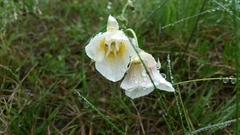Calochortus subalpinus