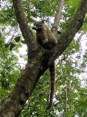 Nasua narica yucatanica