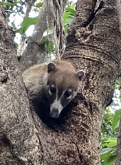 Nasua narica yucatanica