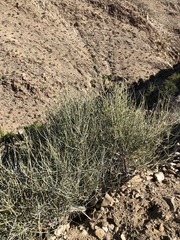 Ephedra fasciculata